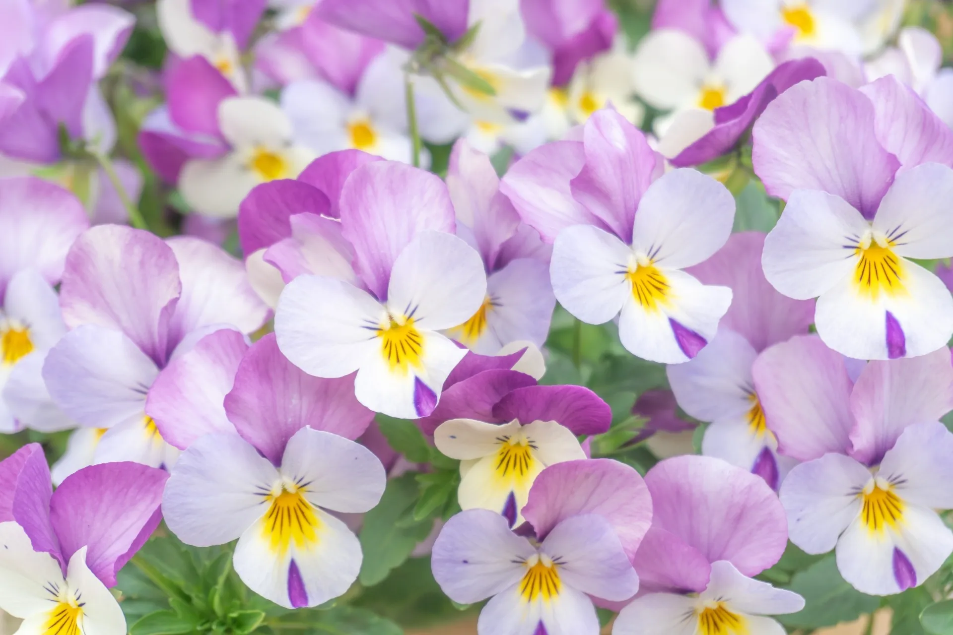 デイサービスすみれ【年末年始の営業について】