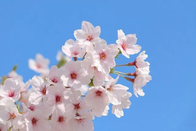 もうすぐ春ですね!